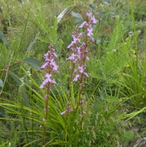 Stylidium sp. at Rendezvous Creek, ACT - 5 Dec 2021 09:42 AM