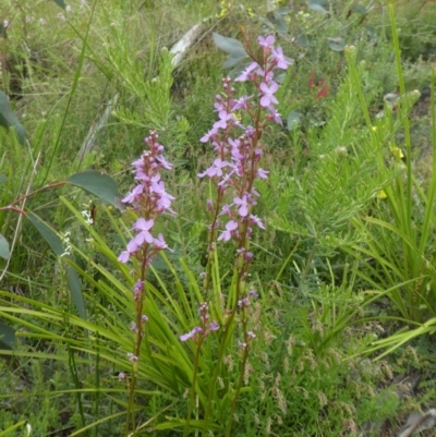 Stylidium (genus) (Trigger Plant) at Rendezvous Creek, ACT - 5 Dec 2021 by WendyW