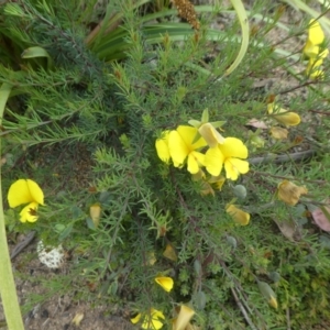 Gompholobium huegelii at Rendezvous Creek, ACT - 5 Dec 2021