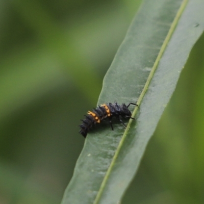 Harmonia conformis (Common Spotted Ladybird) at Cook, ACT - 8 Dec 2021 by Tammy