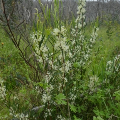 Hakea microcarpa (Small-fruit Hakea) at Rendezvous Creek, ACT - 5 Dec 2021 by WendyW