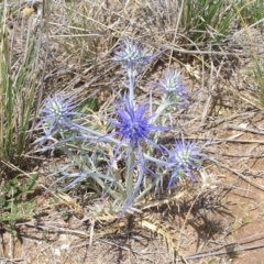 Eryngium ovinum (Blue Devil) at Jerrabomberra, ACT - 29 Nov 2008 by MatthewFrawley