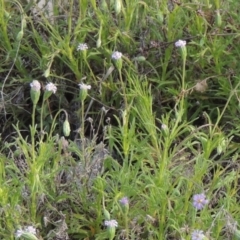 Vittadinia muelleri (Narrow-leafed New Holland Daisy) at Rob Roy Range - 20 Oct 2021 by MichaelBedingfield