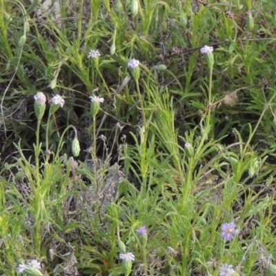 Vittadinia muelleri (Narrow-leafed New Holland Daisy) at Conder, ACT - 20 Oct 2021 by michaelb