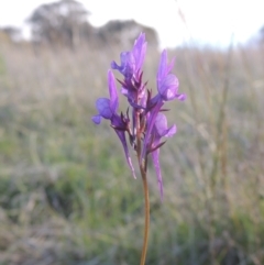 Linaria pelisseriana (Pelisser's Toadflax) at Conder, ACT - 20 Oct 2021 by michaelb