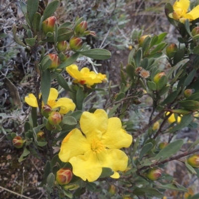 Hibbertia obtusifolia (Grey Guinea-flower) at Conder, ACT - 20 Oct 2021 by MichaelBedingfield