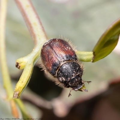 Liparetrus sp. (genus) (Chafer beetle) at Holt, ACT - 9 Dec 2021 by Roger