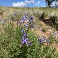 Swainsona monticola (Notched Swainson-Pea) at Strathnairn, ACT - 19 Oct 2021 by Eland