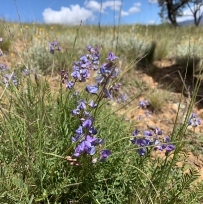 Swainsona monticola (Notched Swainson-Pea) at Strathnairn, ACT - 19 Oct 2021 by Eland