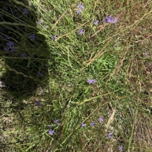 Caesia calliantha at Weetangera, ACT - 2 Dec 2021