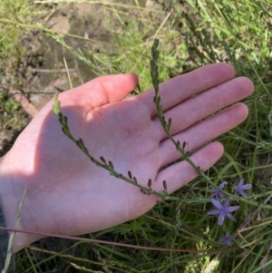 Caesia calliantha at Weetangera, ACT - 2 Dec 2021