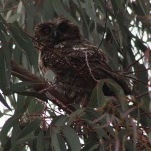 Ninox boobook at Molonglo Valley, ACT - 9 Dec 2021