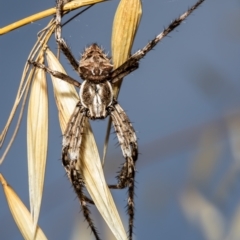 Backobourkia heroine (Heroic Orb-weaver) at Woodstock Nature Reserve - 9 Dec 2021 by Roger