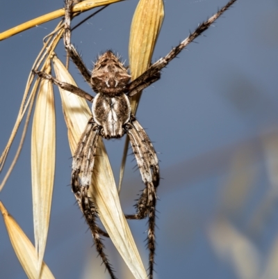 Backobourkia heroine (Heroic Orb-weaver) at Holt, ACT - 9 Dec 2021 by Roger