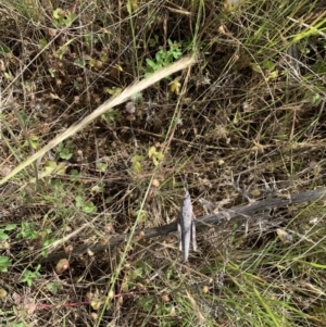 Coryphistes ruricola at Coree, ACT - 29 Nov 2021