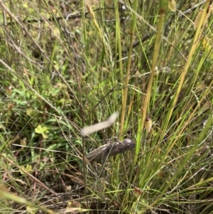 Coryphistes ruricola at Coree, ACT - 29 Nov 2021