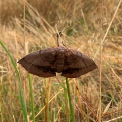 Anthela varia (Hairy Mary) at Hawker, ACT - 6 Dec 2021 by Eland