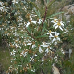 Olearia erubescens (Silky Daisybush) at Rendezvous Creek, ACT - 4 Dec 2021 by WendyW