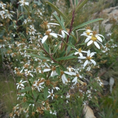 Olearia erubescens (Silky Daisybush) at Rendezvous Creek, ACT - 4 Dec 2021 by WendyW