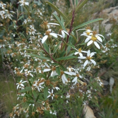 Olearia erubescens (Silky Daisybush) at Rendezvous Creek, ACT - 5 Dec 2021 by WendyW