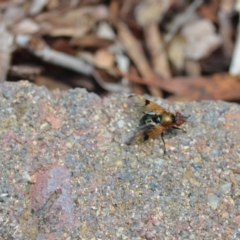 Lamprogaster sp. (genus) (A signal fly) at Wamboin, NSW - 4 Jan 2021 by natureguy