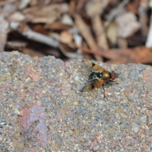 Lamprogaster sp. (genus) at Wamboin, NSW - 4 Jan 2021 02:40 PM