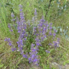 Ajuga australis (Austral Bugle) at Rendezvous Creek, ACT - 5 Dec 2021 by WendyW