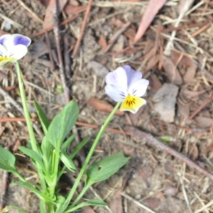 Viola arvensis at Wamboin, NSW - 7 Jan 2021 06:57 PM