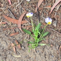 Viola arvensis at Wamboin, NSW - 7 Jan 2021 06:57 PM