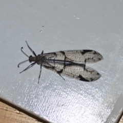 Dendroleon amabilis (An Antlion Lacewing) at Wamboin, NSW - 10 Jan 2021 by natureguy