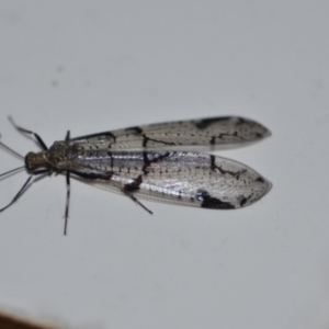 Dendroleon amabilis at Wamboin, NSW - 10 Jan 2021