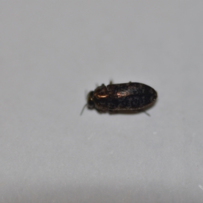 Diphucrania sp. (genus) (Jewel Beetle) at Wamboin, NSW - 14 Jan 2021 by natureguy