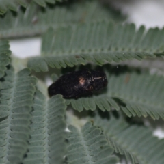 Diphucrania sp. (genus) (Jewel Beetle) at Wamboin, NSW - 14 Jan 2021 by natureguy
