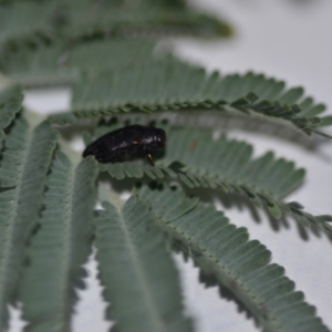 Diphucrania sp. (genus) at Wamboin, NSW - 15 Jan 2021