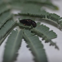 Diphucrania sp. (genus) at Wamboin, NSW - 15 Jan 2021