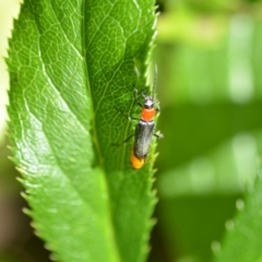 Chauliognathus tricolor at Wamboin, NSW - 16 Jan 2021