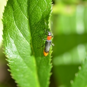 Chauliognathus tricolor at Wamboin, NSW - 16 Jan 2021