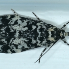 Scoparia exhibitalis (A Crambid moth) at Ainslie, ACT - 20 Oct 2021 by jbromilow50