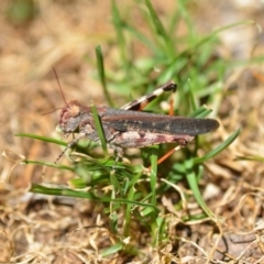 Cryptobothrus chrysophorus (Golden Bandwing) at Wamboin, NSW - 17 Jan 2021 by natureguy