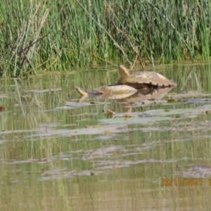 Chelodina longicollis at Stromlo, ACT - 29 Nov 2021