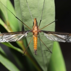 Leptotarsus (Macromastix) costalis (Common Brown Crane Fly) at ANBG - 5 Dec 2021 by TimL