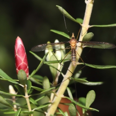 Leptotarsus (Macromastix) costalis (Common Brown Crane Fly) at Acton, ACT - 5 Dec 2021 by TimL