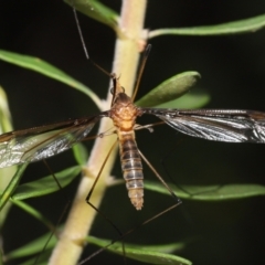 Leptotarsus (Macromastix) costalis at Acton, ACT - 5 Dec 2021