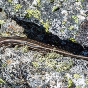 Pseudemoia spenceri at Mount Clear, ACT - 30 Nov 2021 09:51 AM