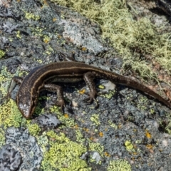 Pseudemoia spenceri at Mount Clear, ACT - 30 Nov 2021 09:51 AM