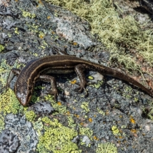 Pseudemoia spenceri at Mount Clear, ACT - 30 Nov 2021 09:51 AM