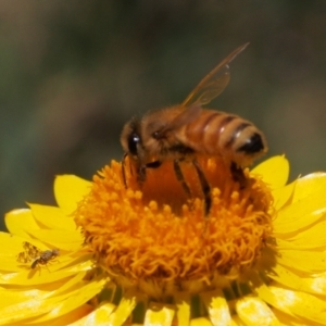 Apis mellifera at Kambah, ACT - 29 Nov 2021