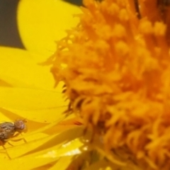 Austrotephritis poenia (Australian Fruit Fly) at Kambah, ACT - 29 Nov 2021 by BarrieR