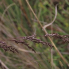 Poa sieberiana (Poa Tussock) at Tuggeranong Creek to Monash Grassland - 3 Nov 2021 by AndyRoo