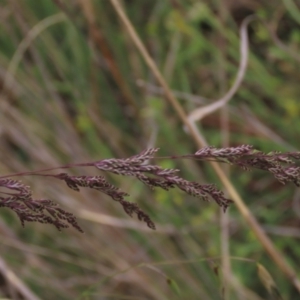 Poa sieberiana at Monash, ACT - 3 Nov 2021 04:15 PM